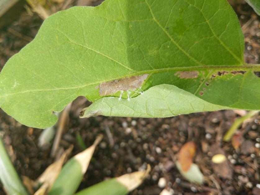 caterpillar pest hiding in leaf