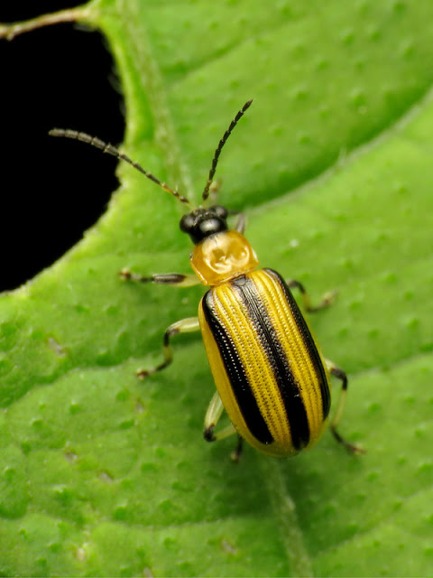 cucumber beetle