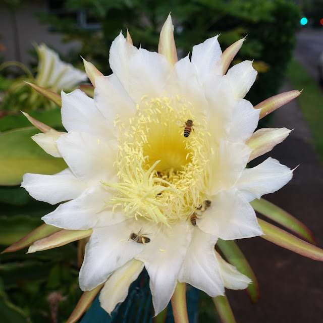 dragonfruit flower