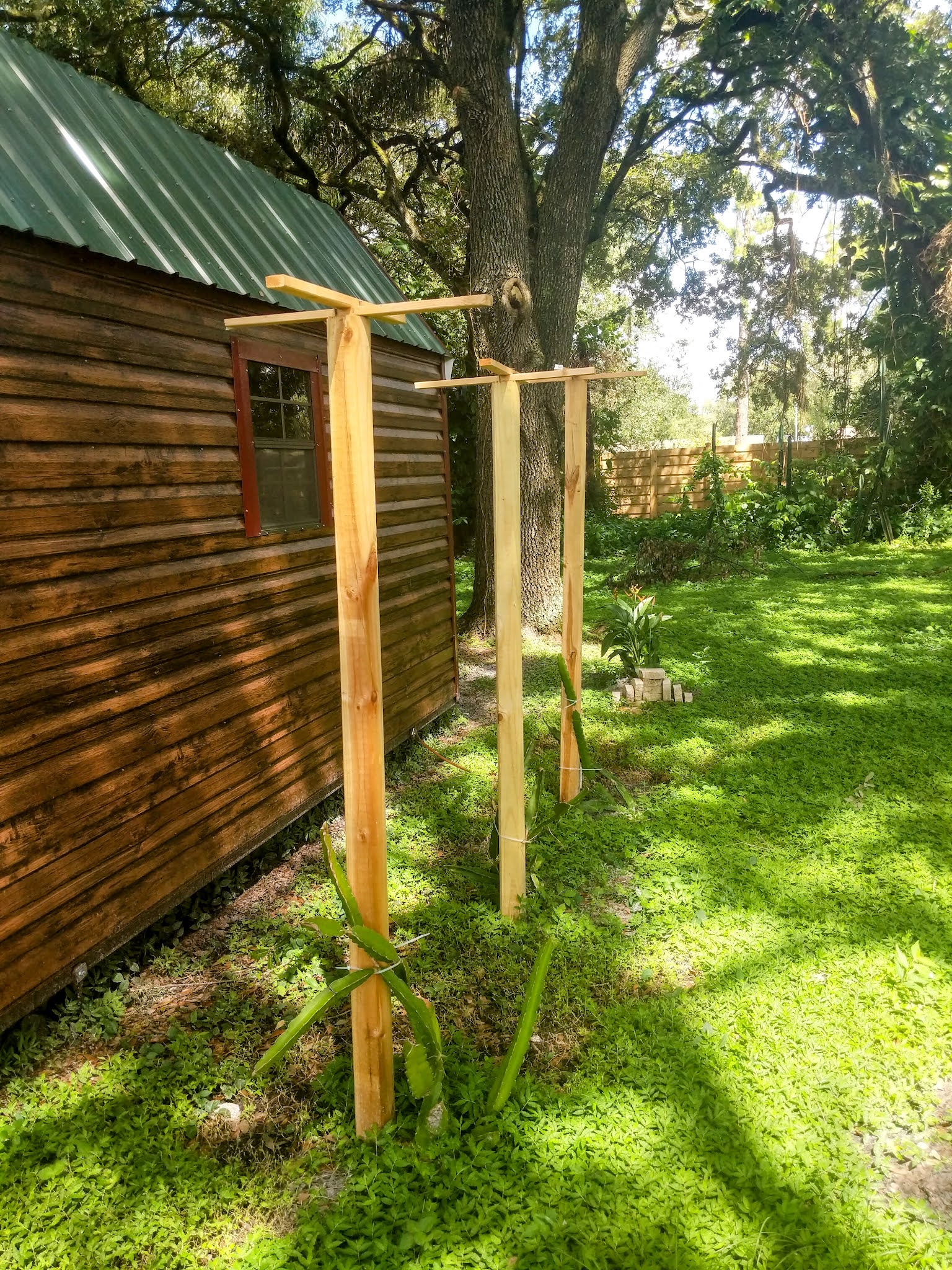 dragonfruit trellises