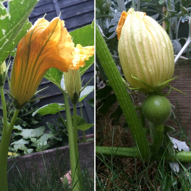 male and female pumpkin flowers