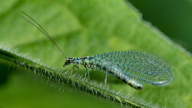 green lacewing