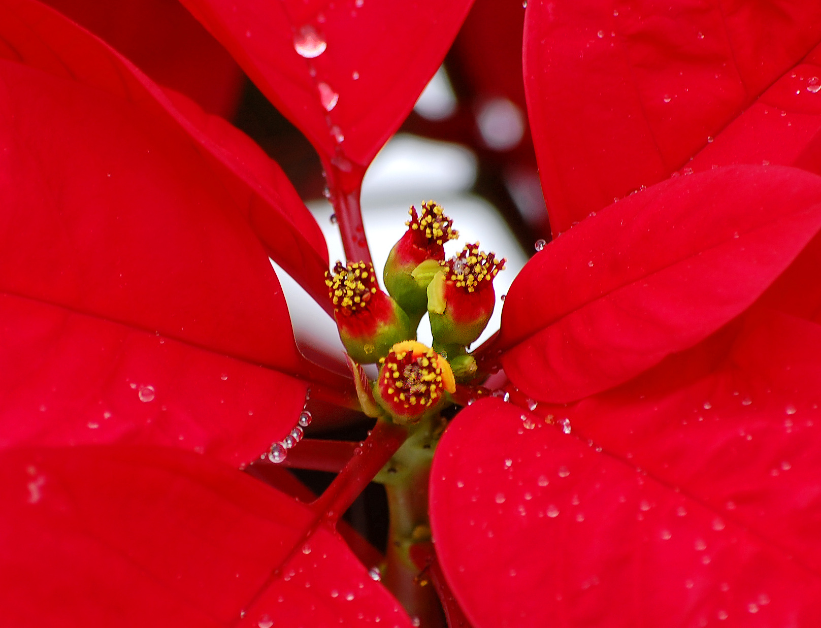 Poinsettia flower