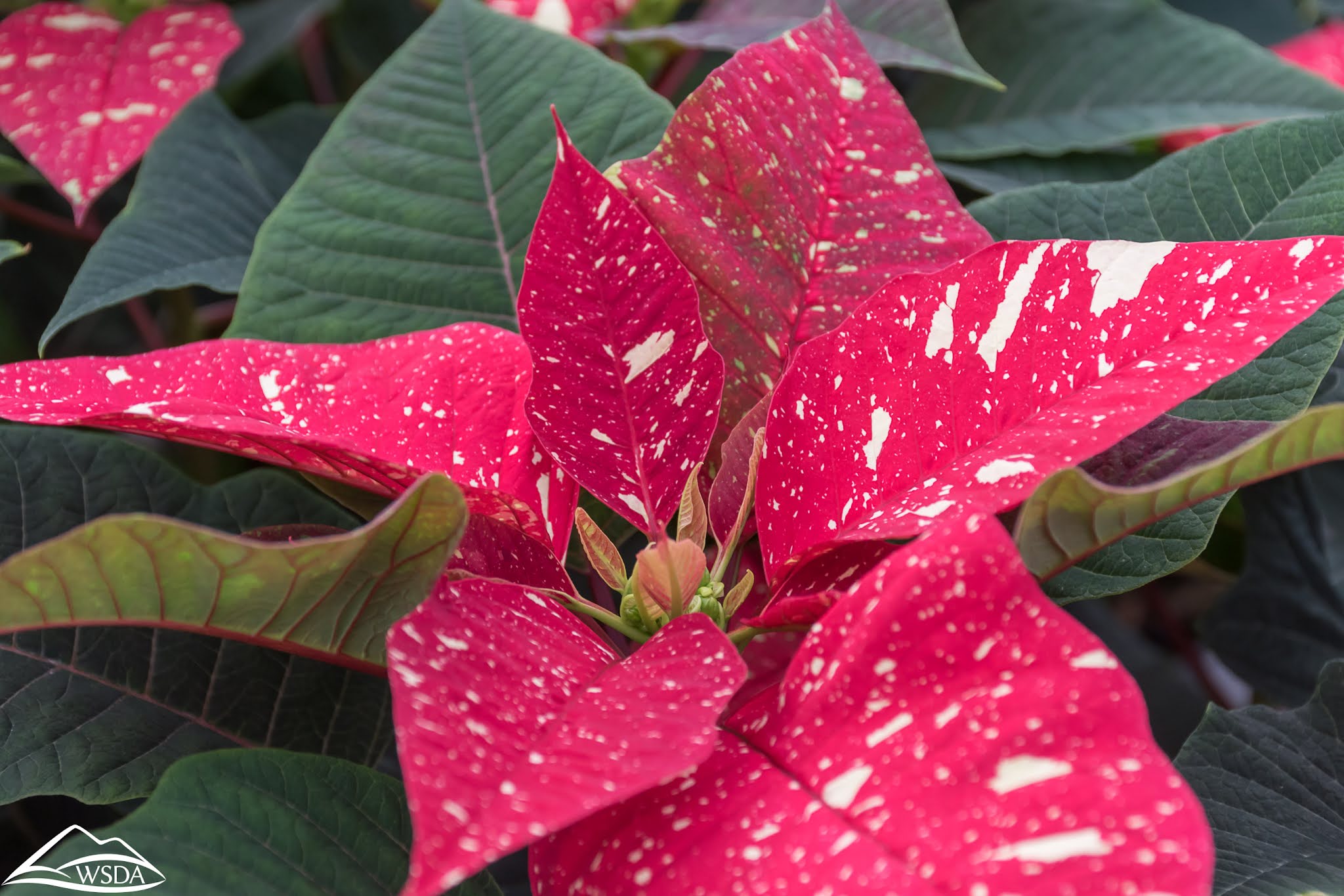 speckled poinsettia