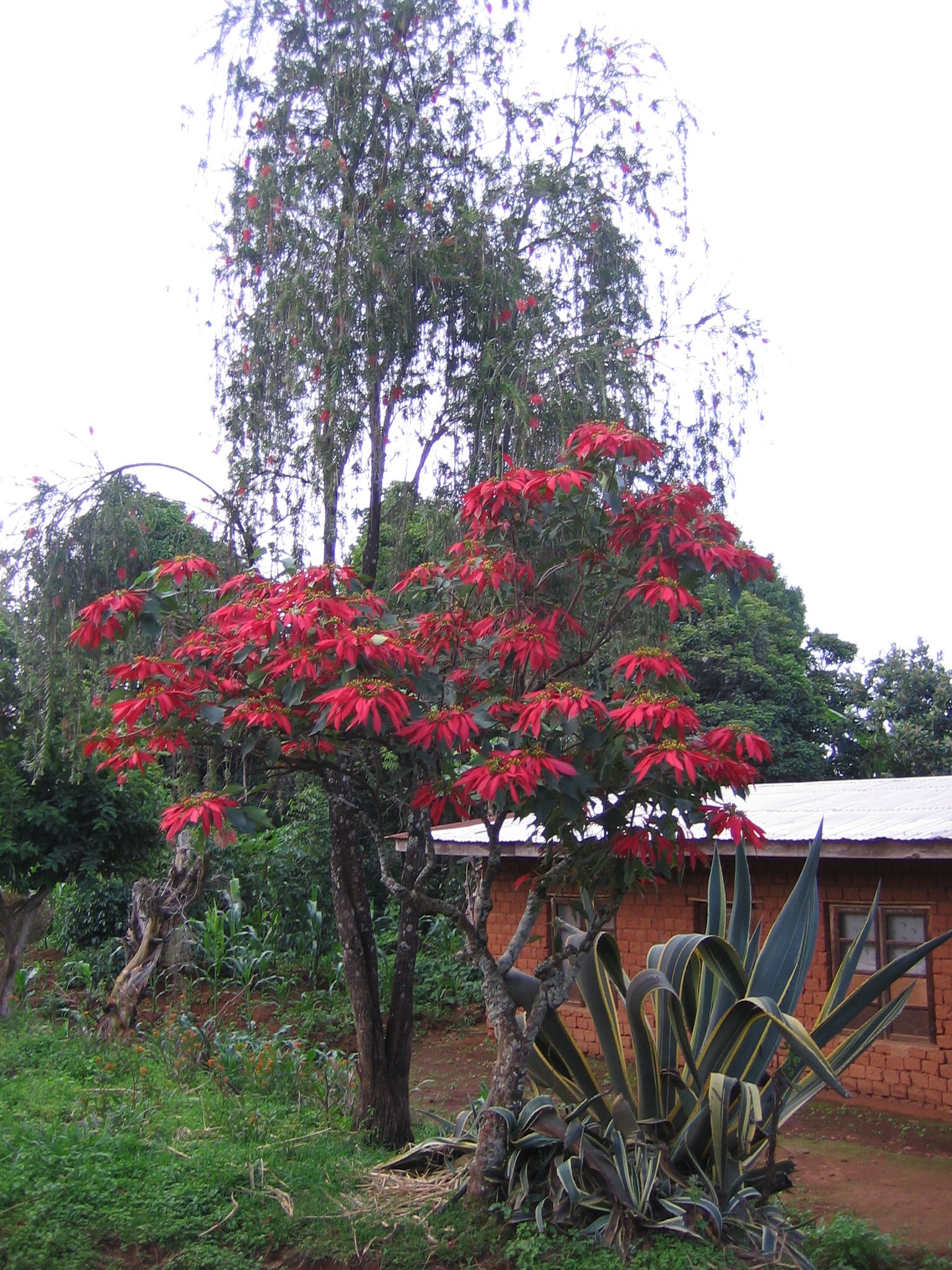 poinsettia tree