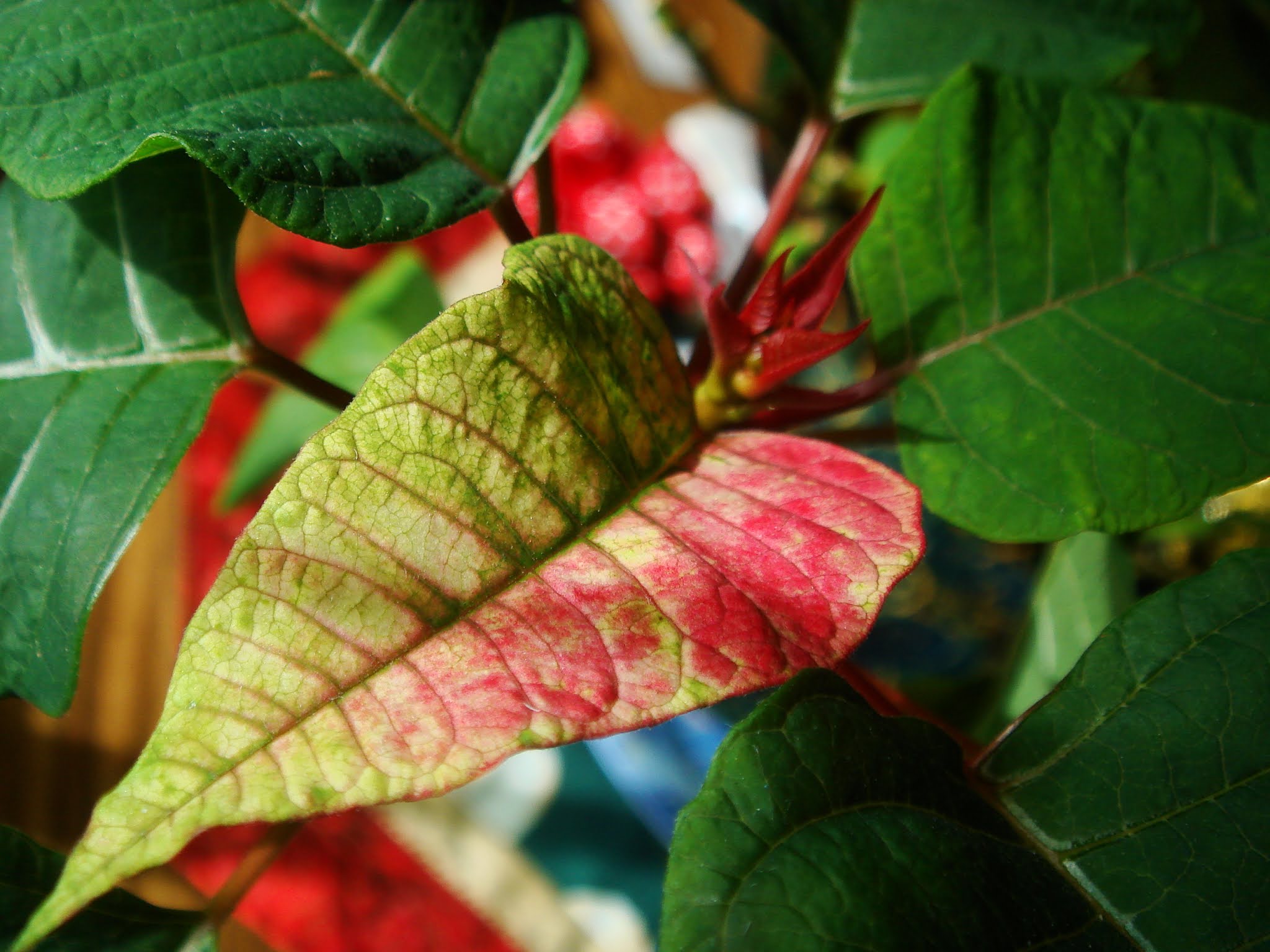 poinsettias turning red