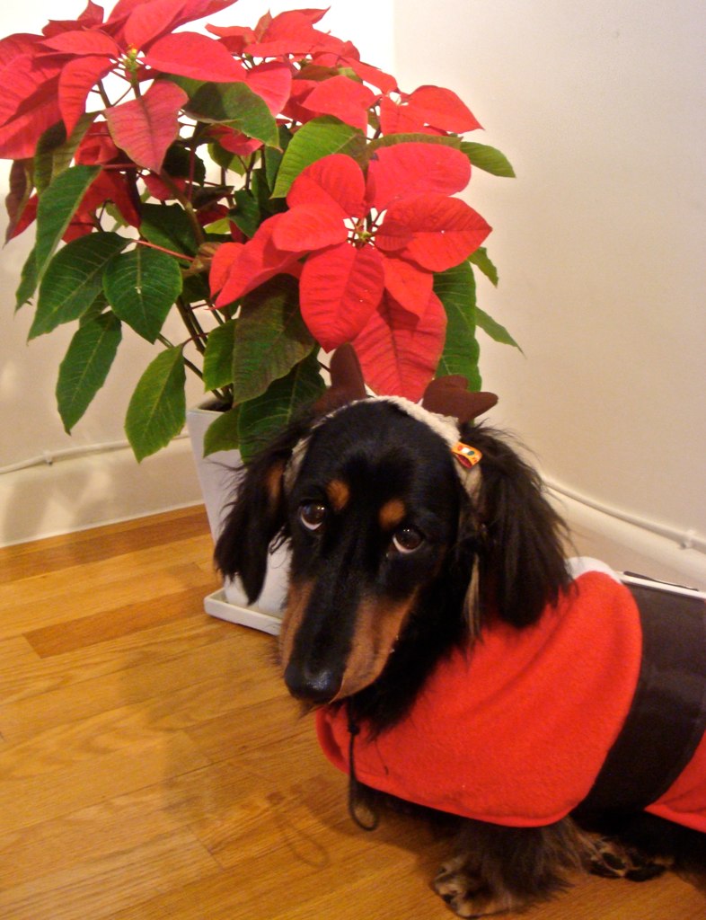 poinsetta and dog