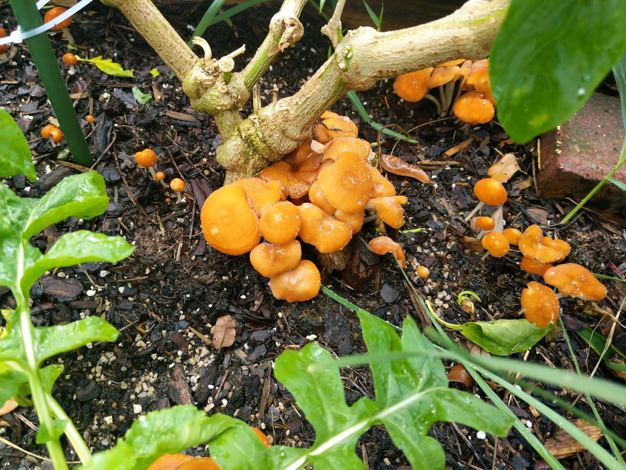 jack o lanterns growing on pepper plant