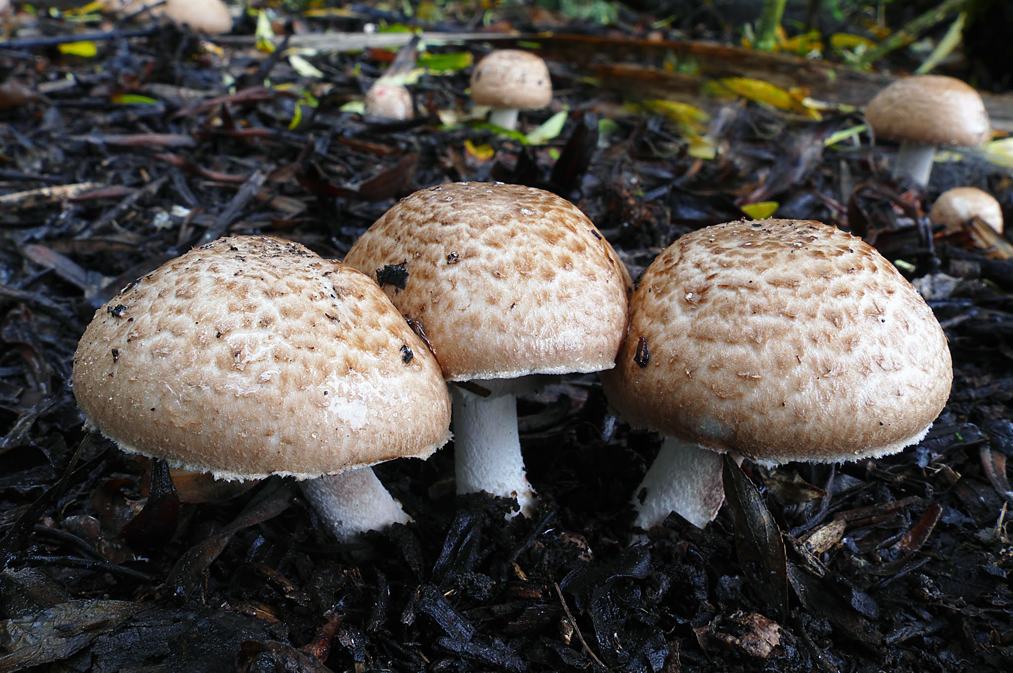 shaggy parasol