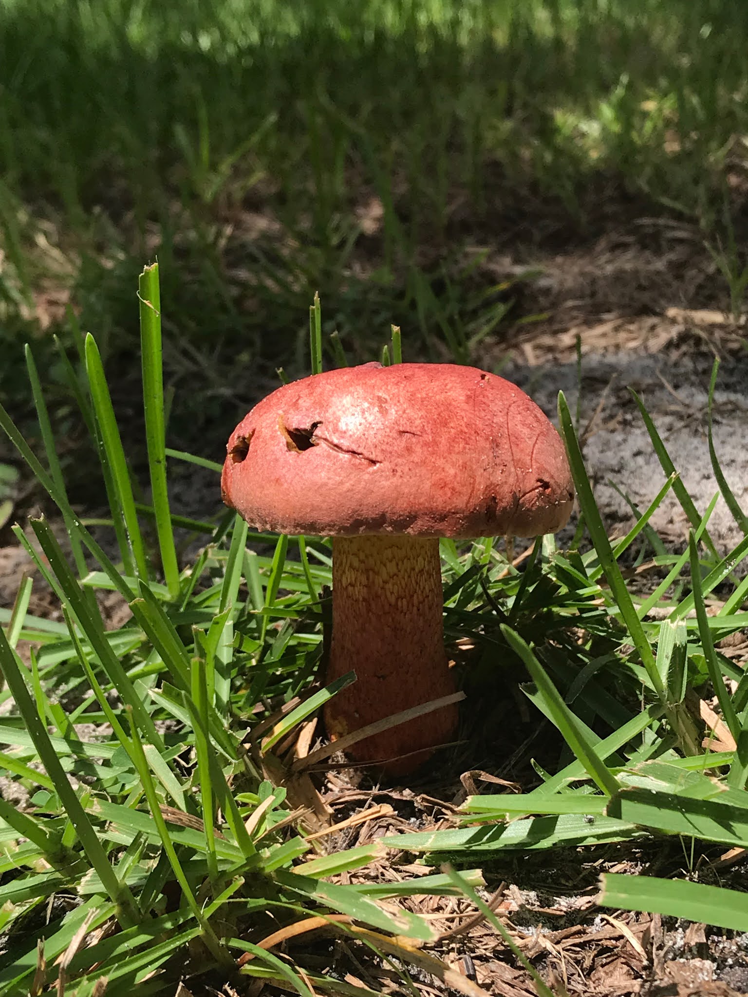 florida bolete