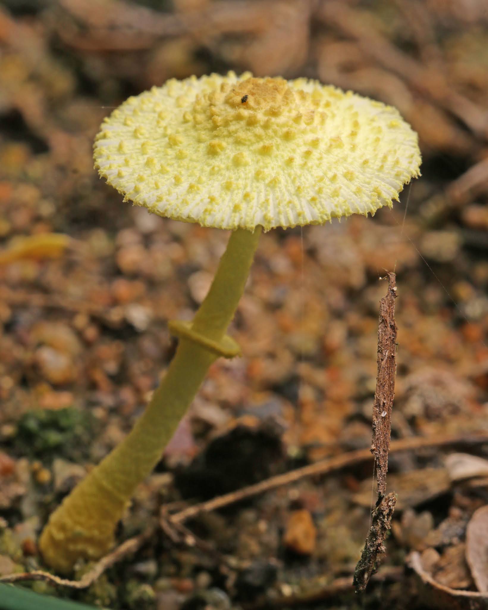 flowerpot parasol