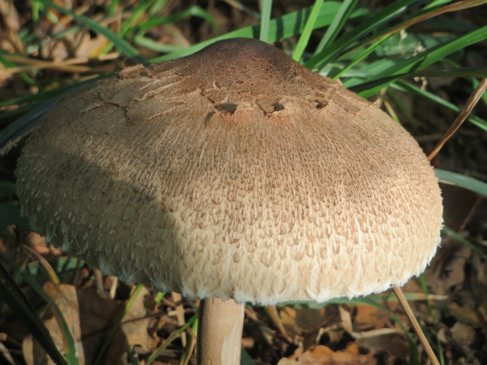 Parasol mushroom