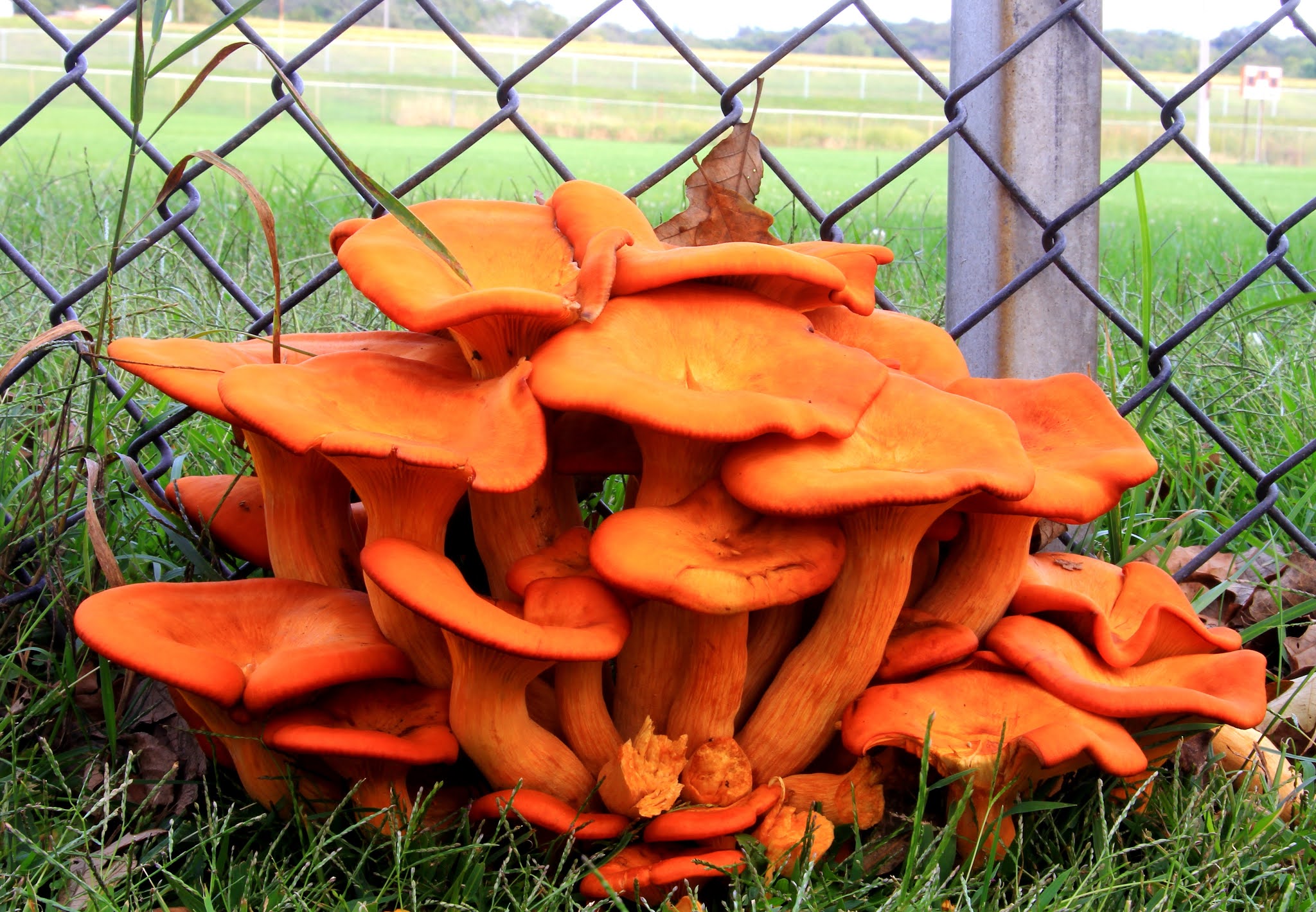 jack o lantern mushroom