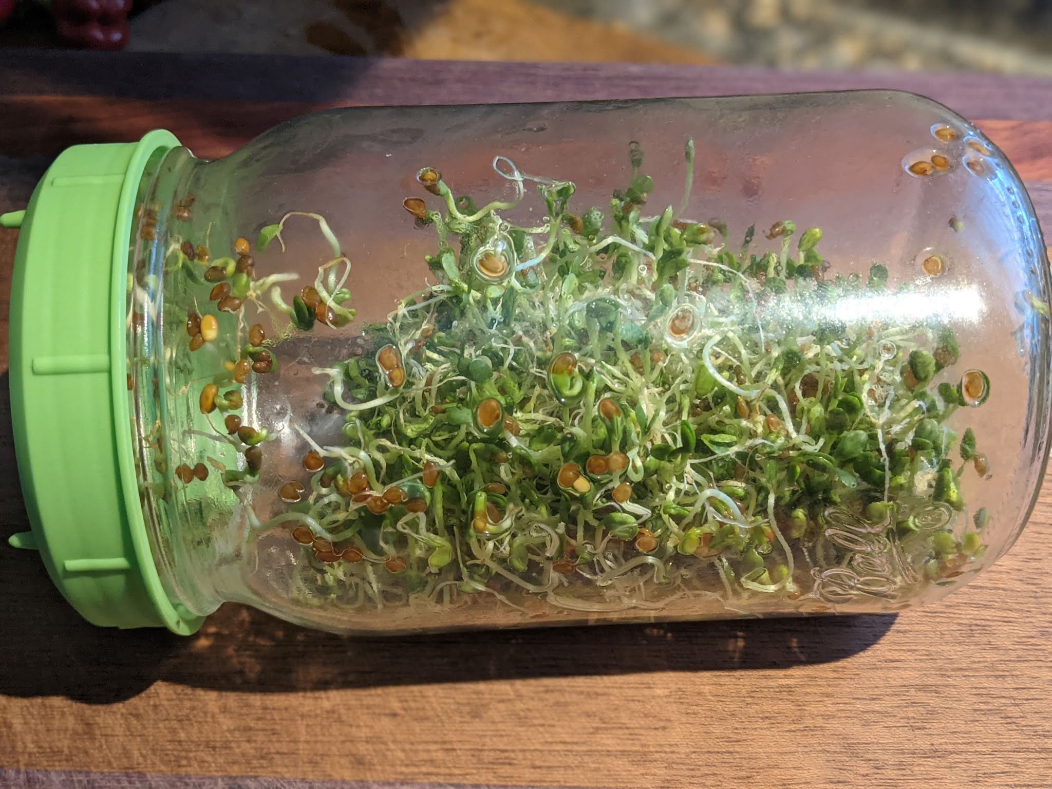 jar with sprouts halfway grown