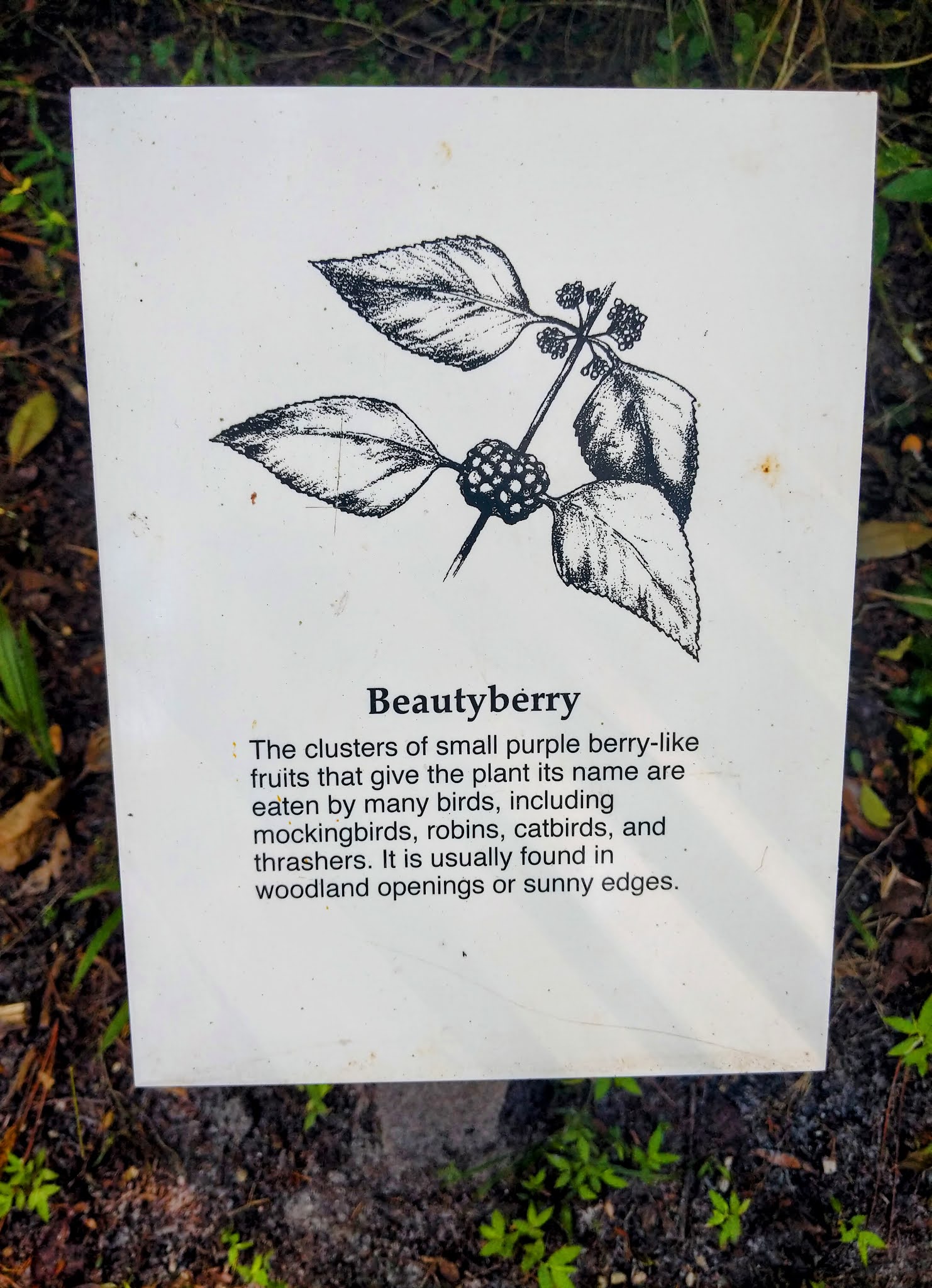 sign about beautyberries at hillsborough state park