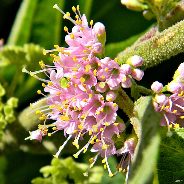 pink beautyberry flowers