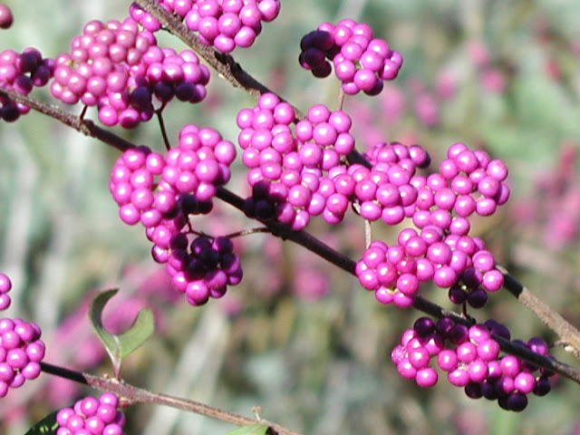 beautyberry berries