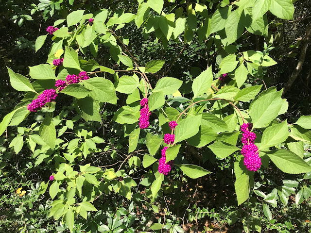 big beautyberry bush with fruit