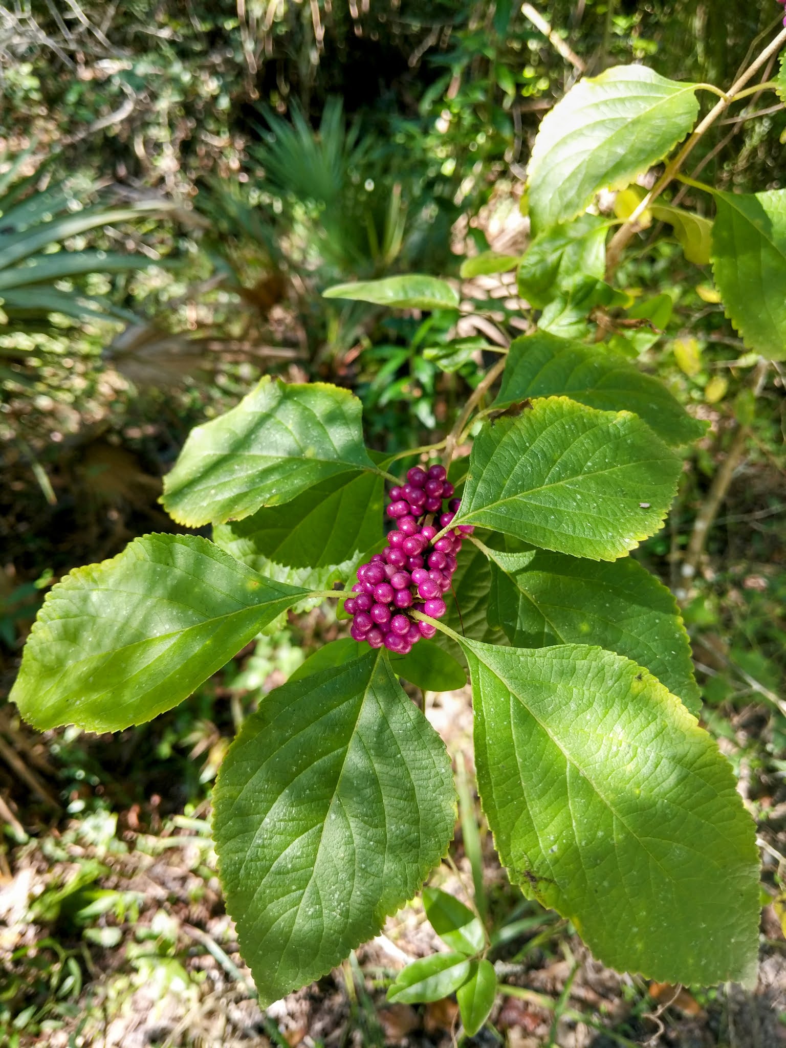 beautyberry