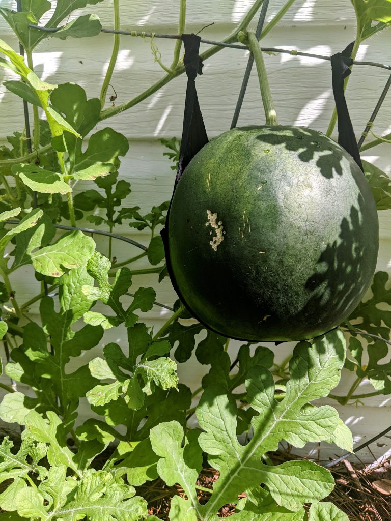 cantaloupe trellis