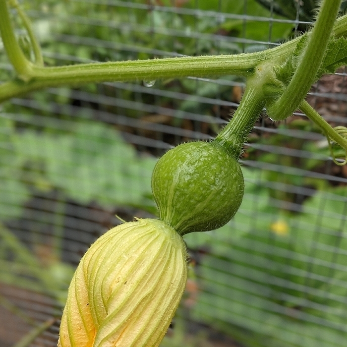 baby kabocha squash growing