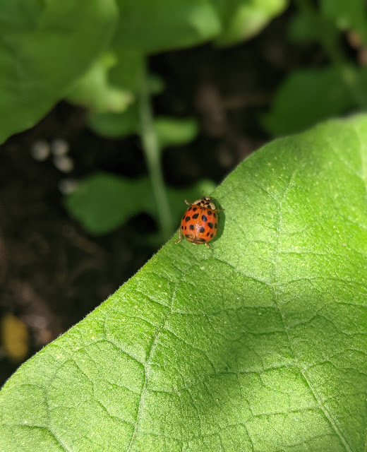 ladybug on leaf