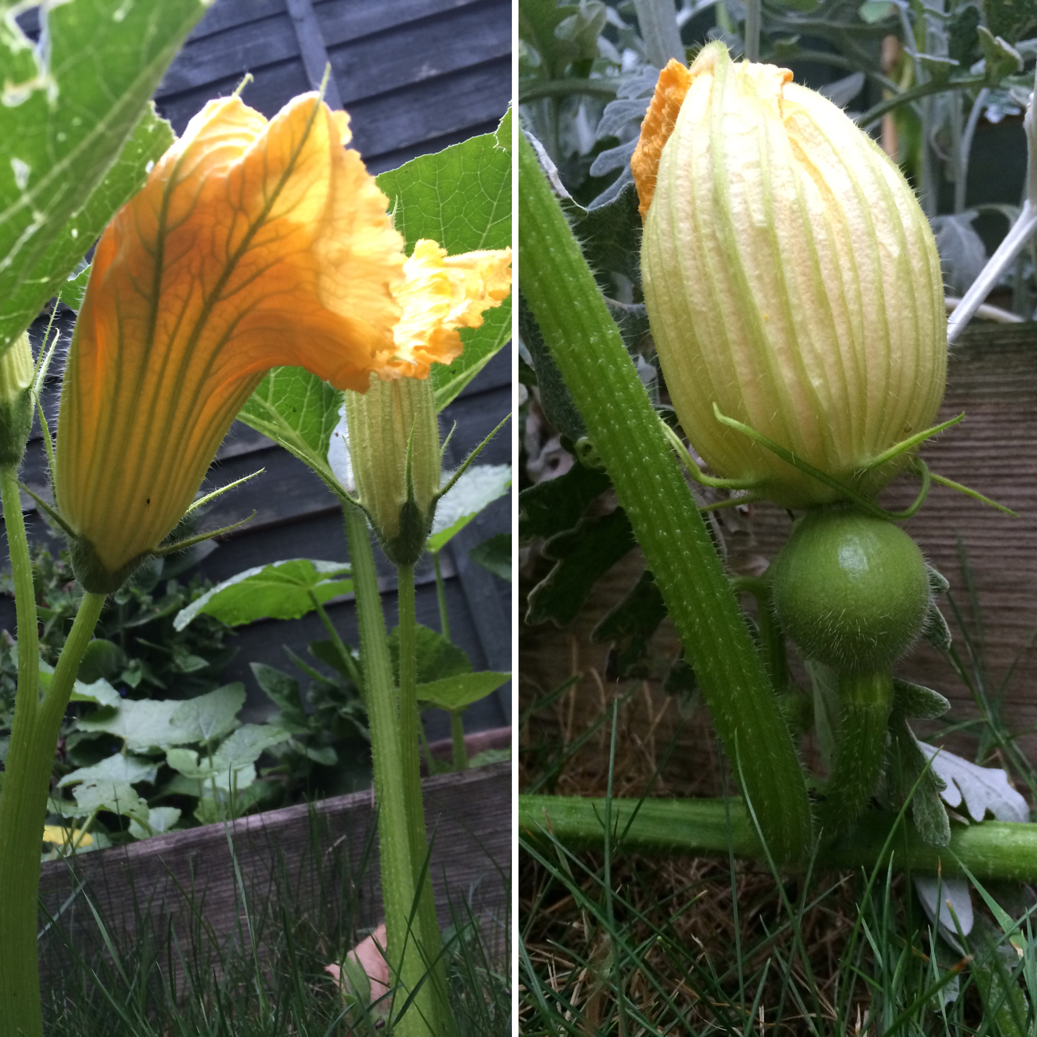 how to tell the difference between a male and female squash flower