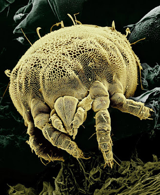 picture of mite