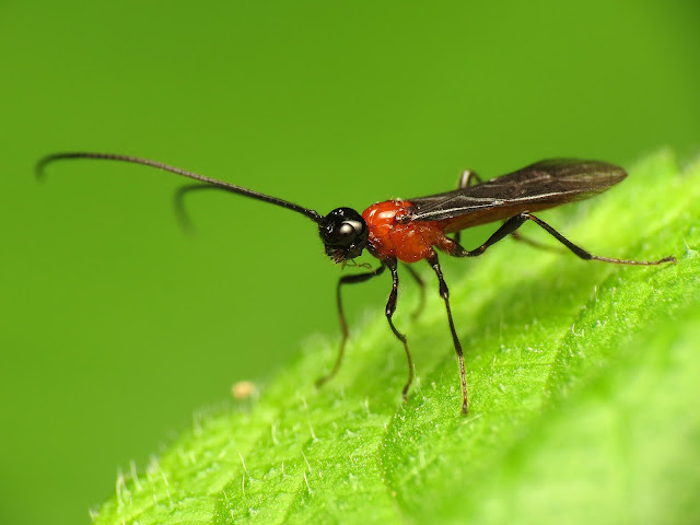 parasitic wasp