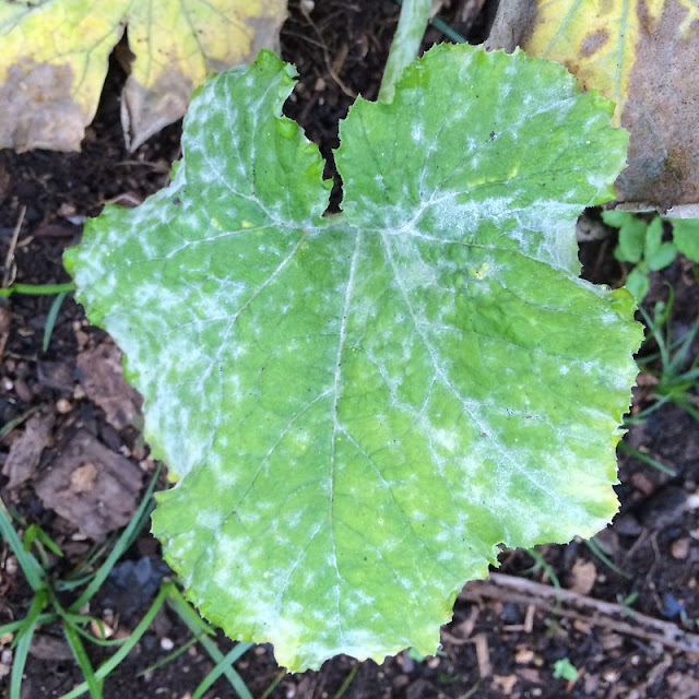 powdery mildew on squash leaf