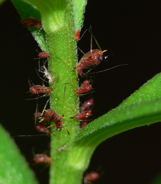 brown aphids