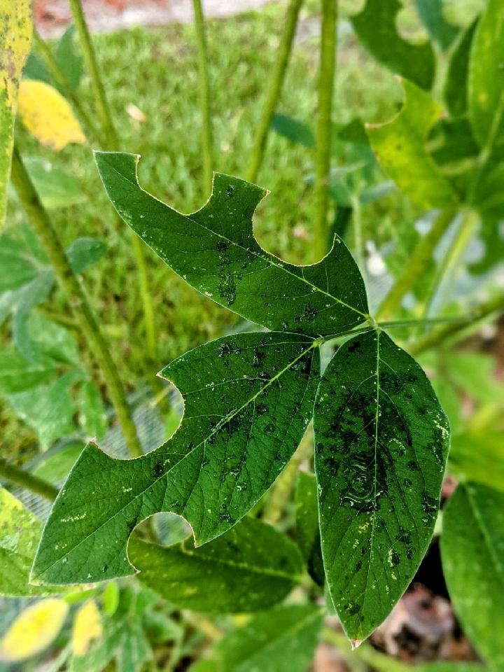 scalloped slug damage on pigeon pea plant