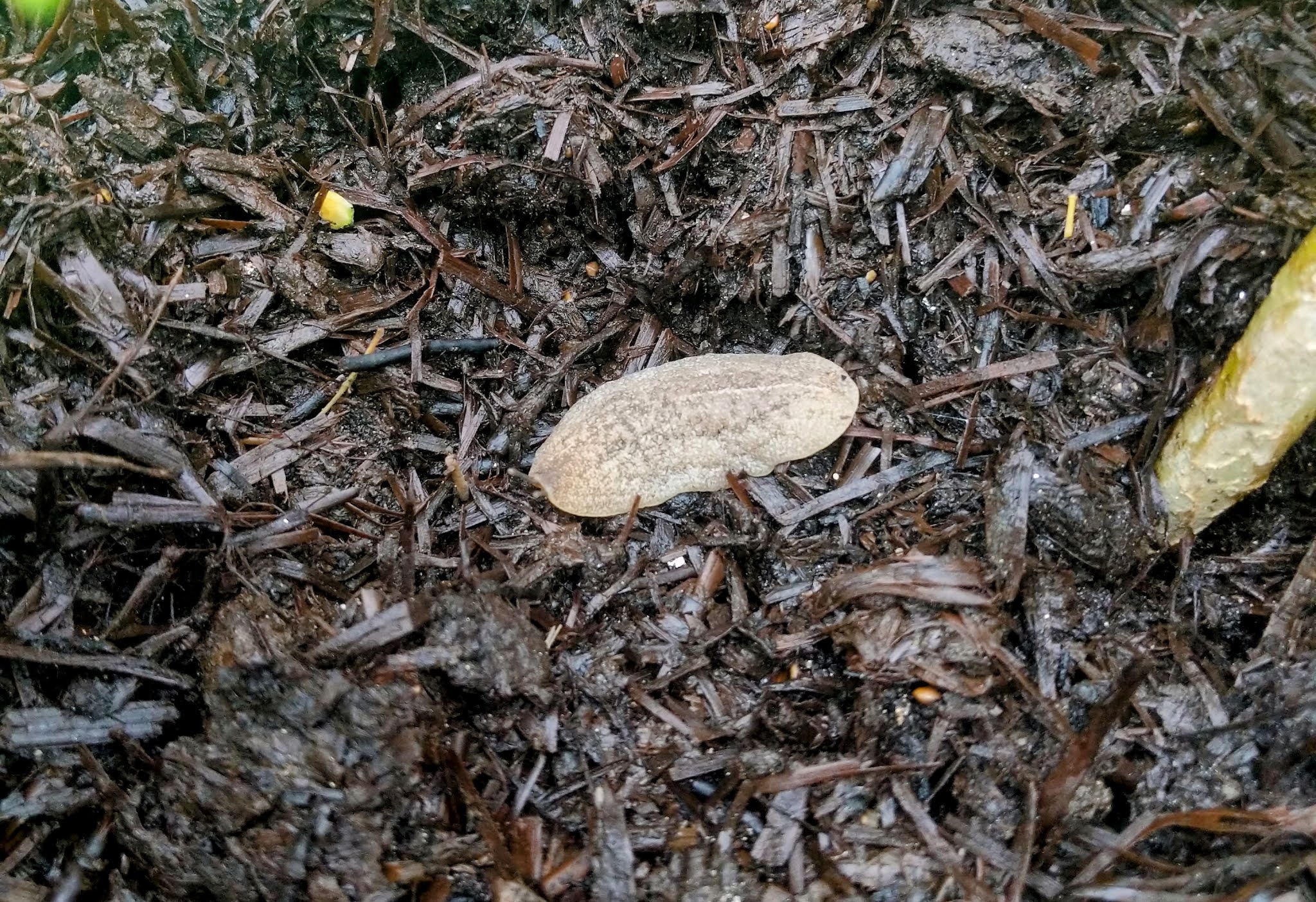 Florida Featherleaf Slug