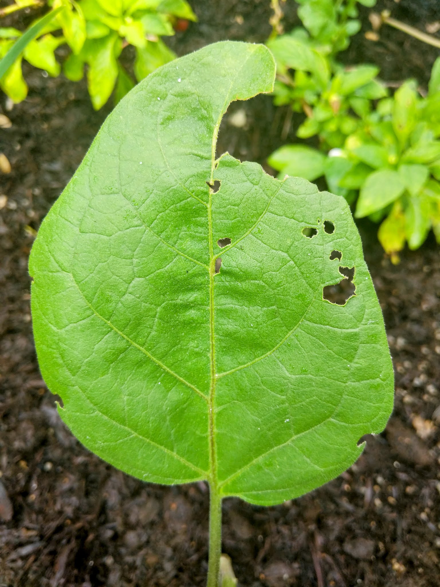 irregular holes in eggplant leaves