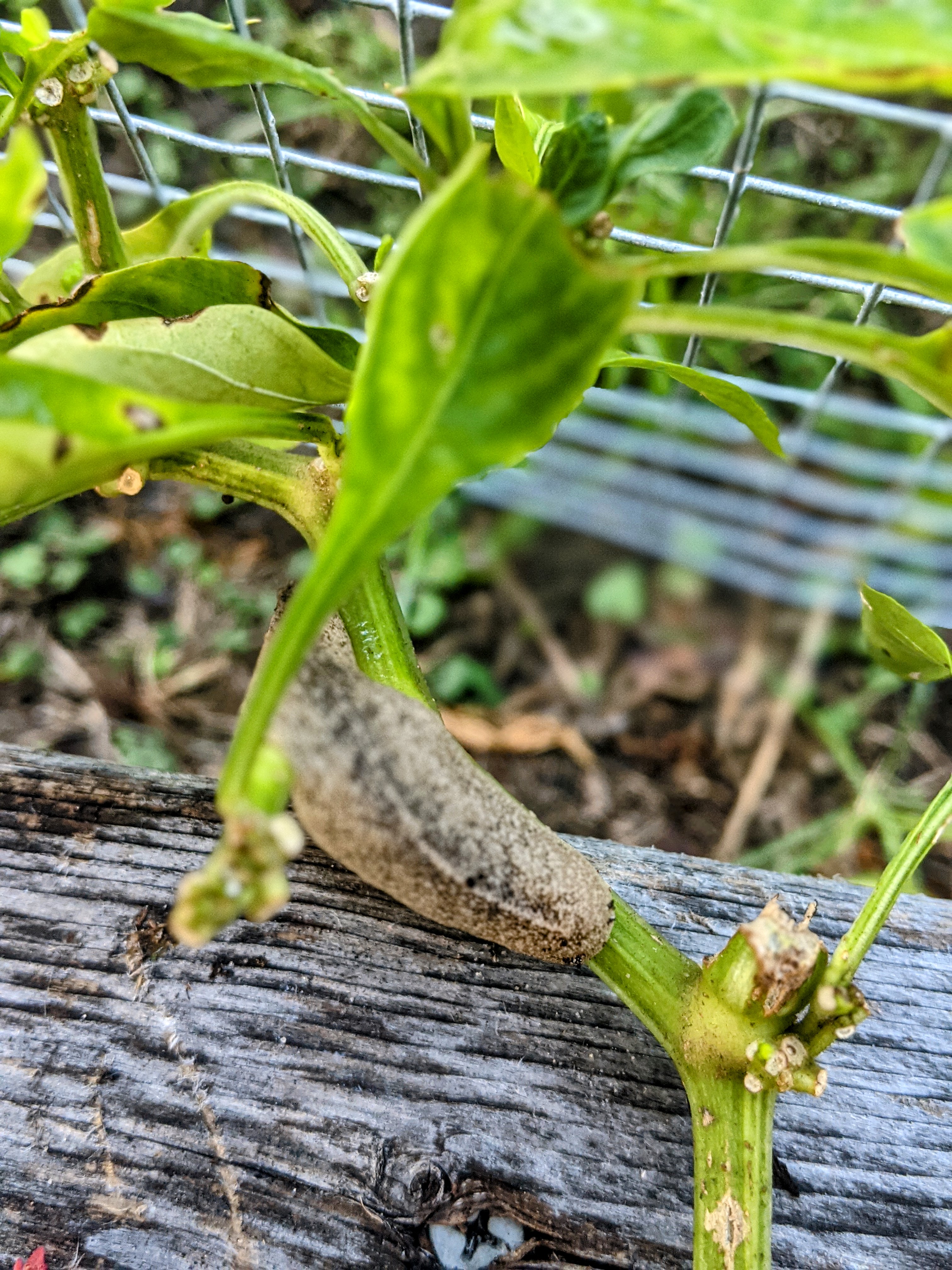 slug on pepper plant