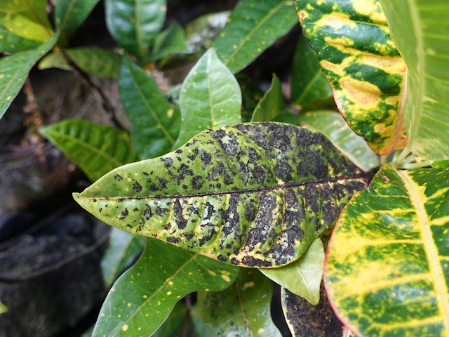 sooty mold on leaf