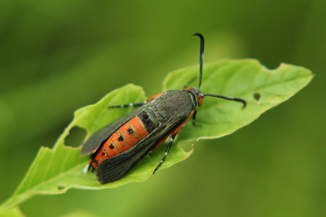 vine borer on leaf