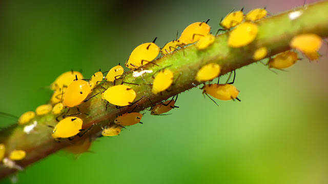 yellow aphids