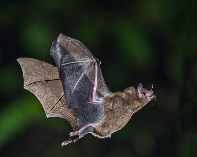 bat, nocturnal pollinator