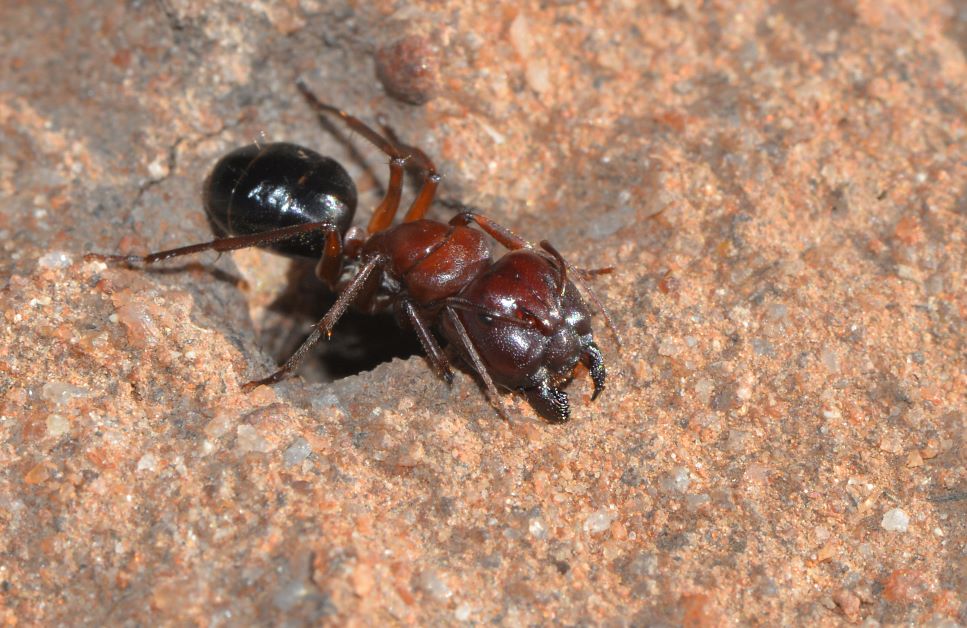 big headed ant