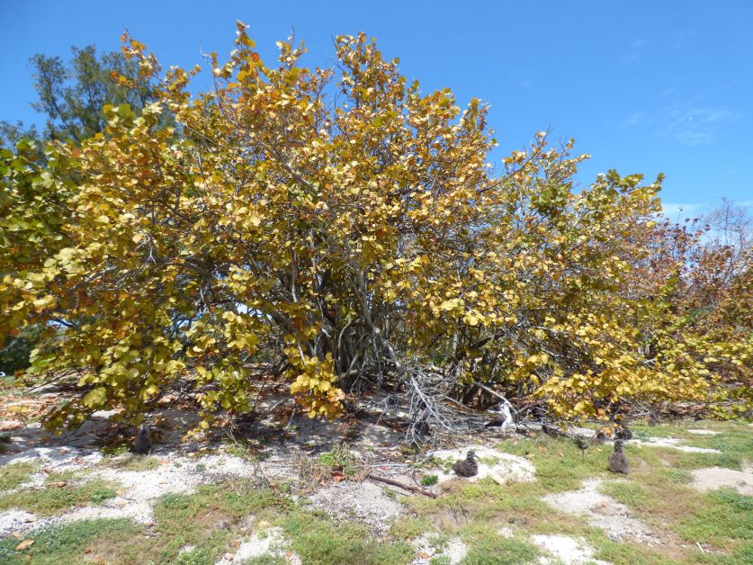 sea grape tree