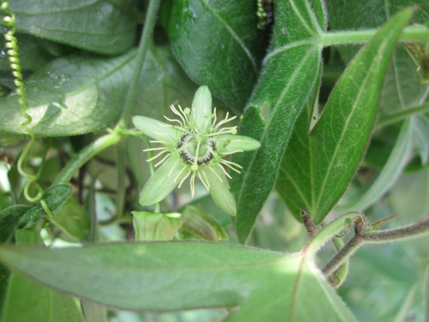 corky stem passionflower