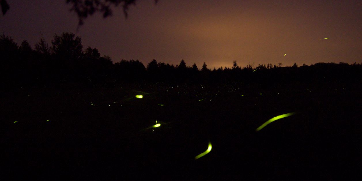 ways to attract lightning bugs