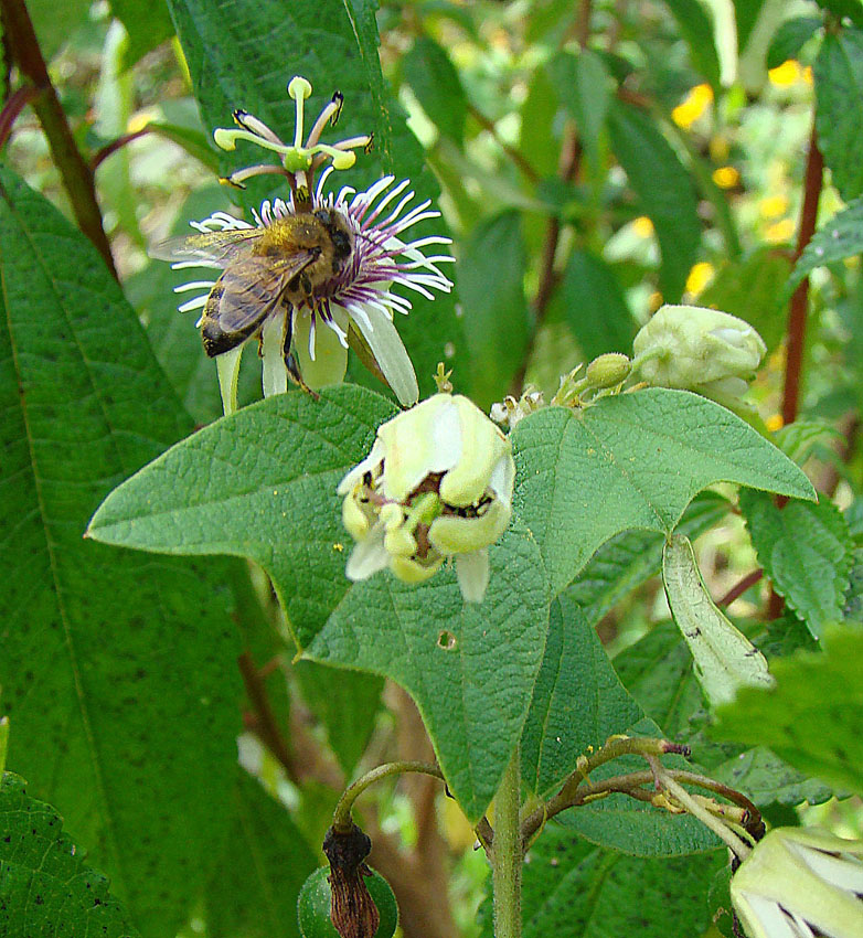 goatsfoot passionflower