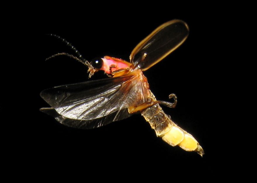 firefly in flight