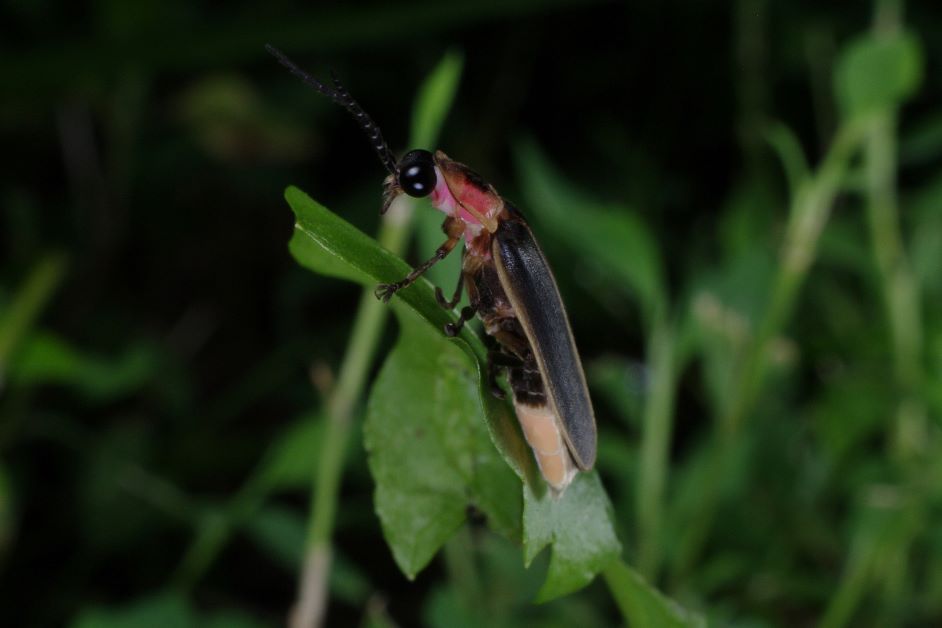 how to attract lightning bugs