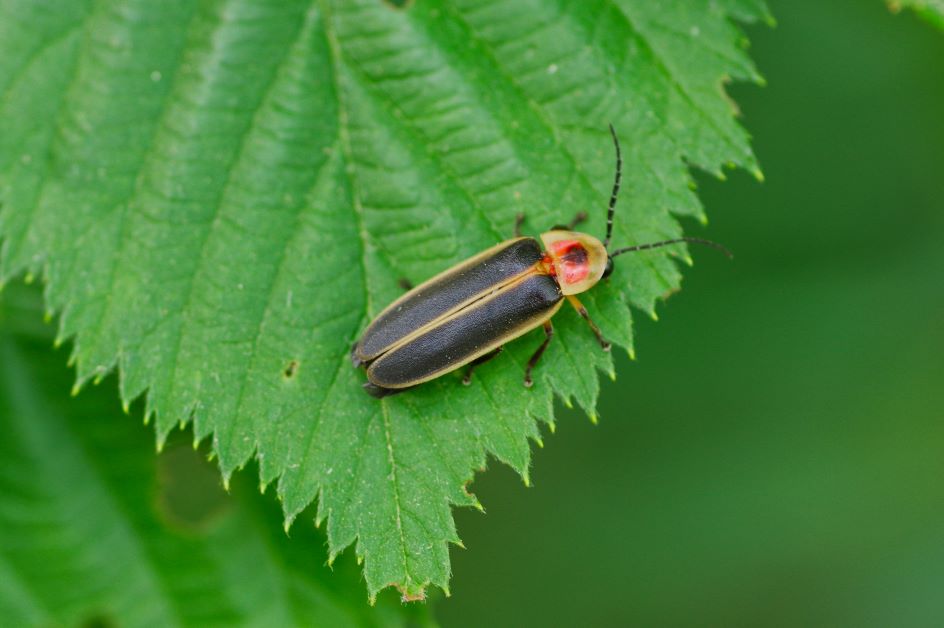 lightning bug life cycle