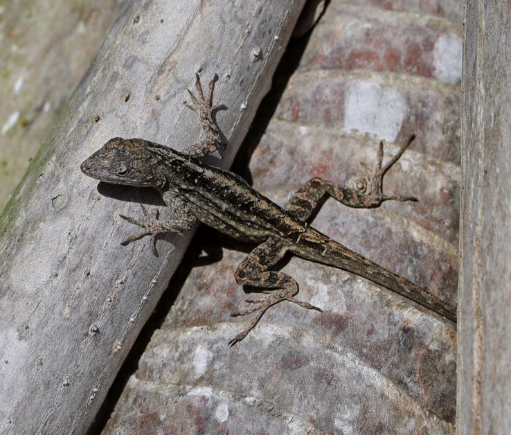 lizard, are lizards pollinators