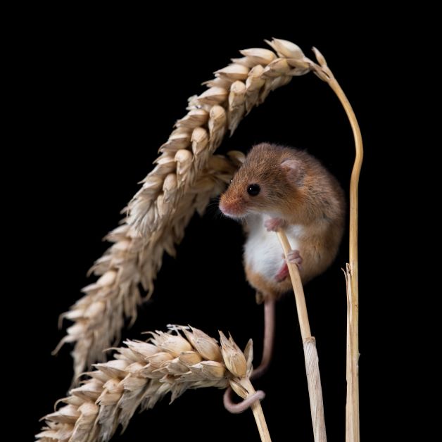 mouse, what animals are nocturnal pollinators