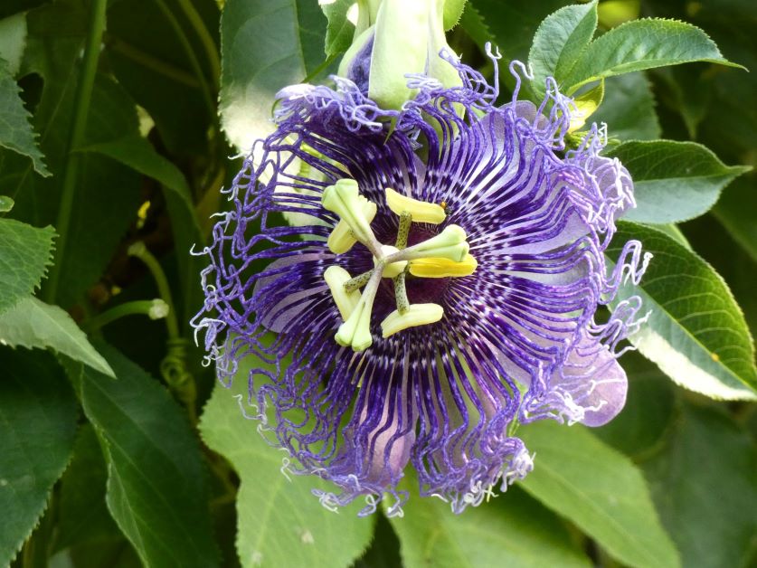 passionfruit flower